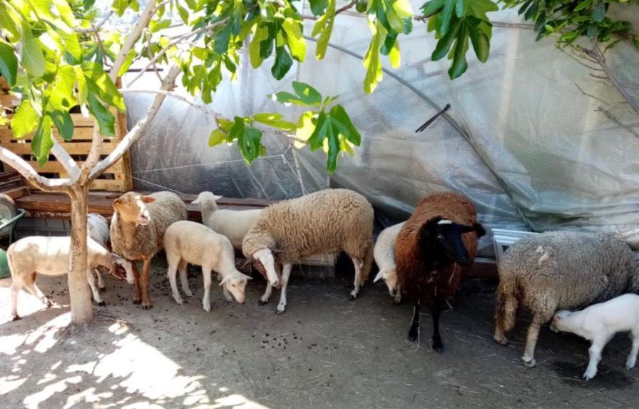 Nice : Un nouvel « abattoir clandestin » de moutons découvert à l’ouest de la ville