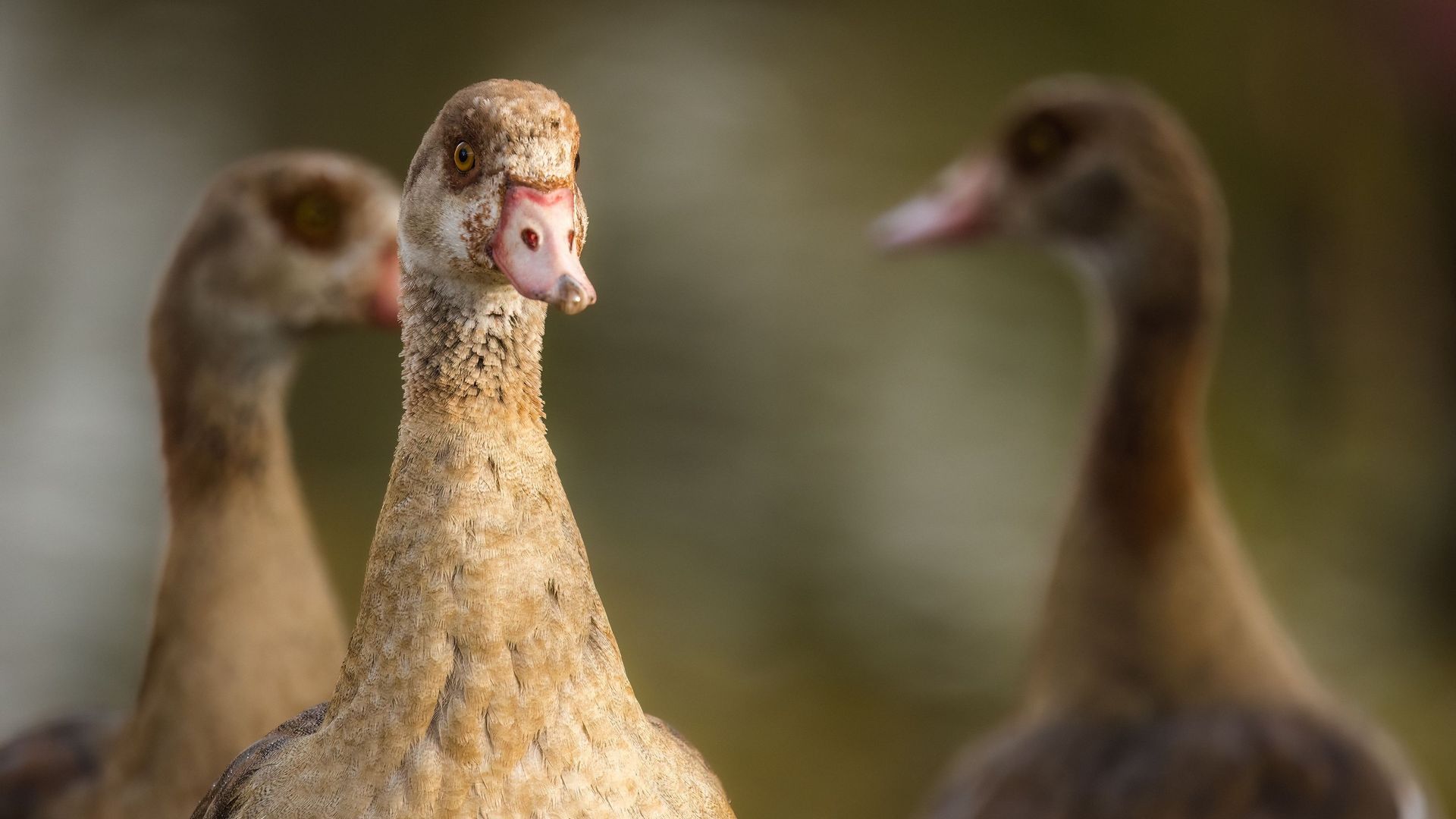 Débat : faut-il interdire la production de foie gras chez nous ? – rtbf.be