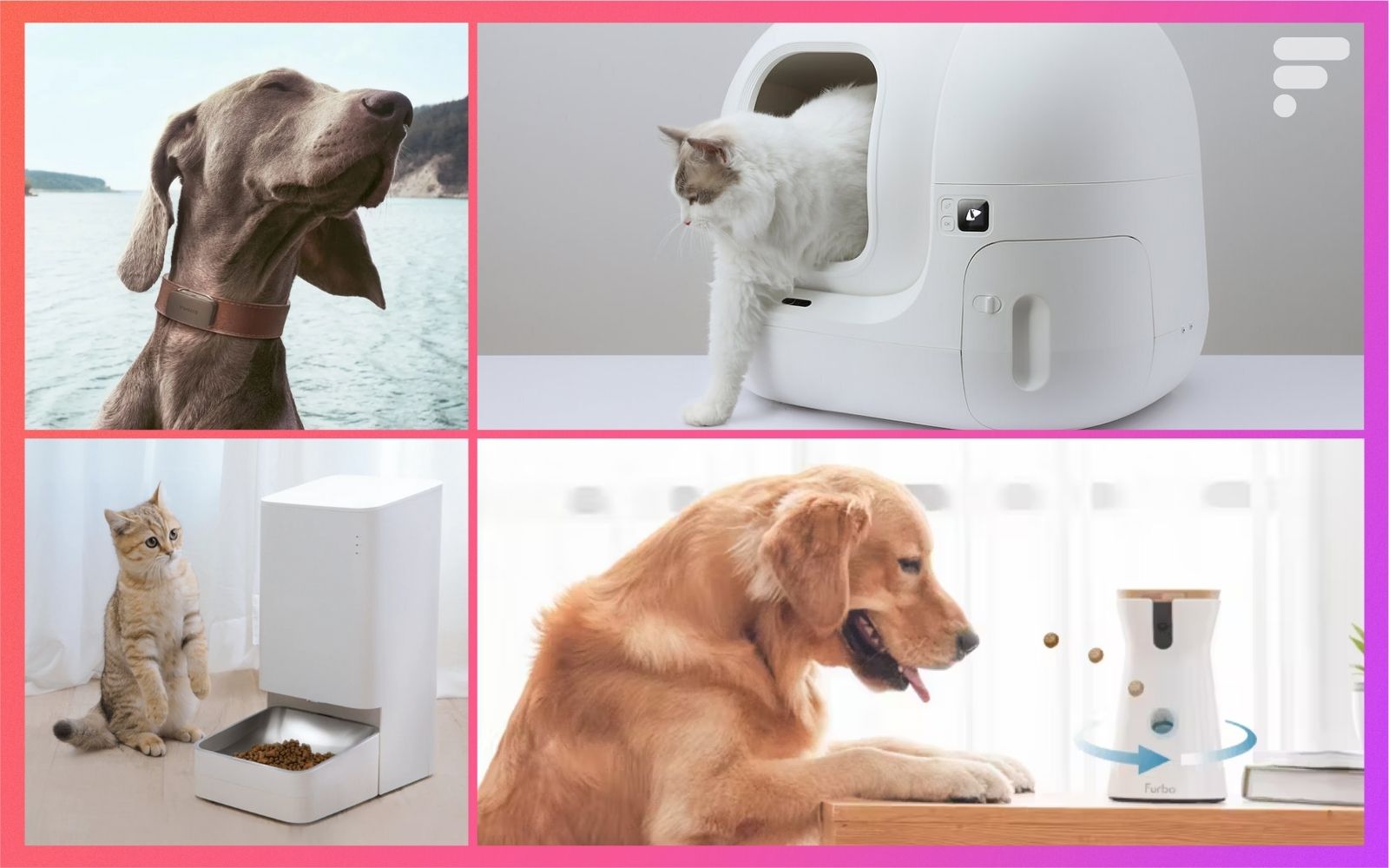 Distributeur de croquettes, litière connectée, GPS pour chat et chien : les meilleurs accessoires pour nos animaux de compagnie