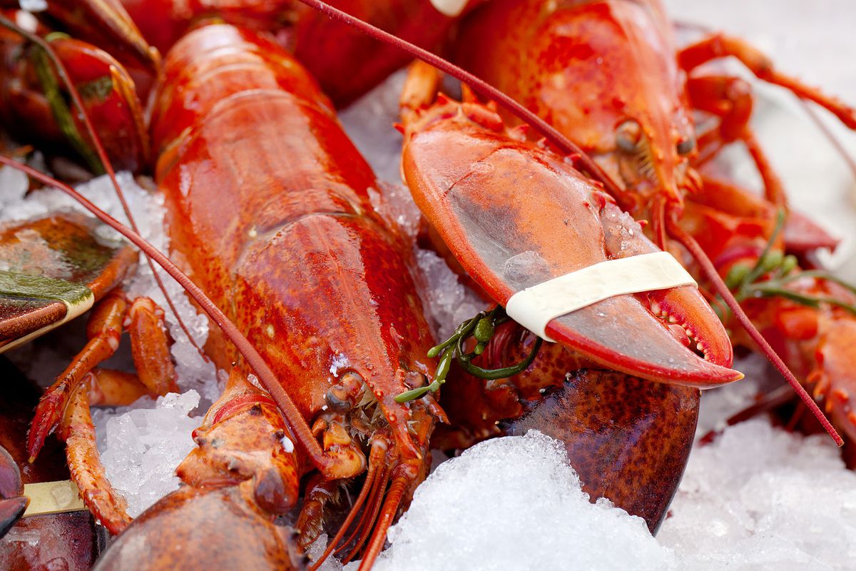 Ligotés et ébouillantés vivants : inform être moins cruel dans la préparation des homards ?