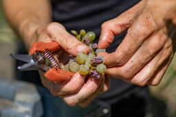 Apprendre la viticulture et l’oenologie à Bordeaux Sciences Agro