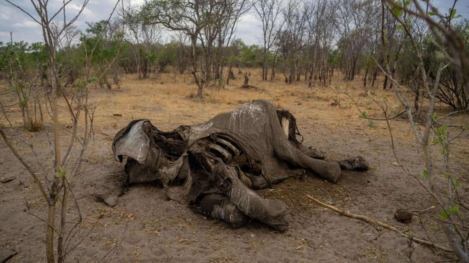 Zimbabwe : au moins 100 éléphants sont morts par manque d’eau