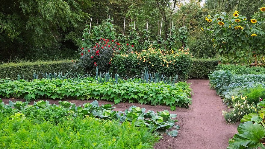 Jardinage : des légumes en bon voisinage – ladepeche.fr