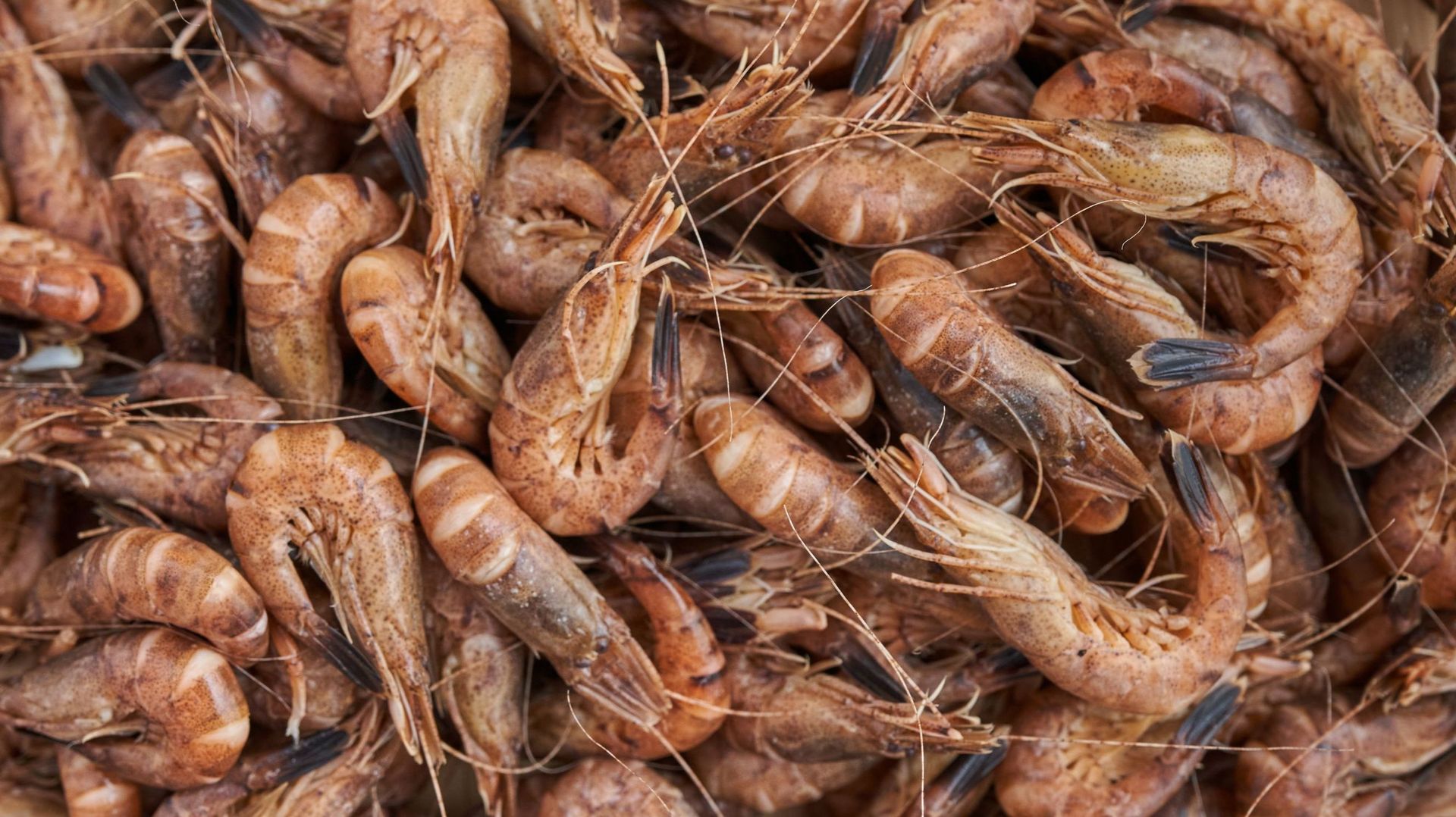 Les crevettes de la mer du Nord se font rares dans les supermarchés et se vendent à prix d’or : jusqu’à 100 euros du kilo – rtbf.be