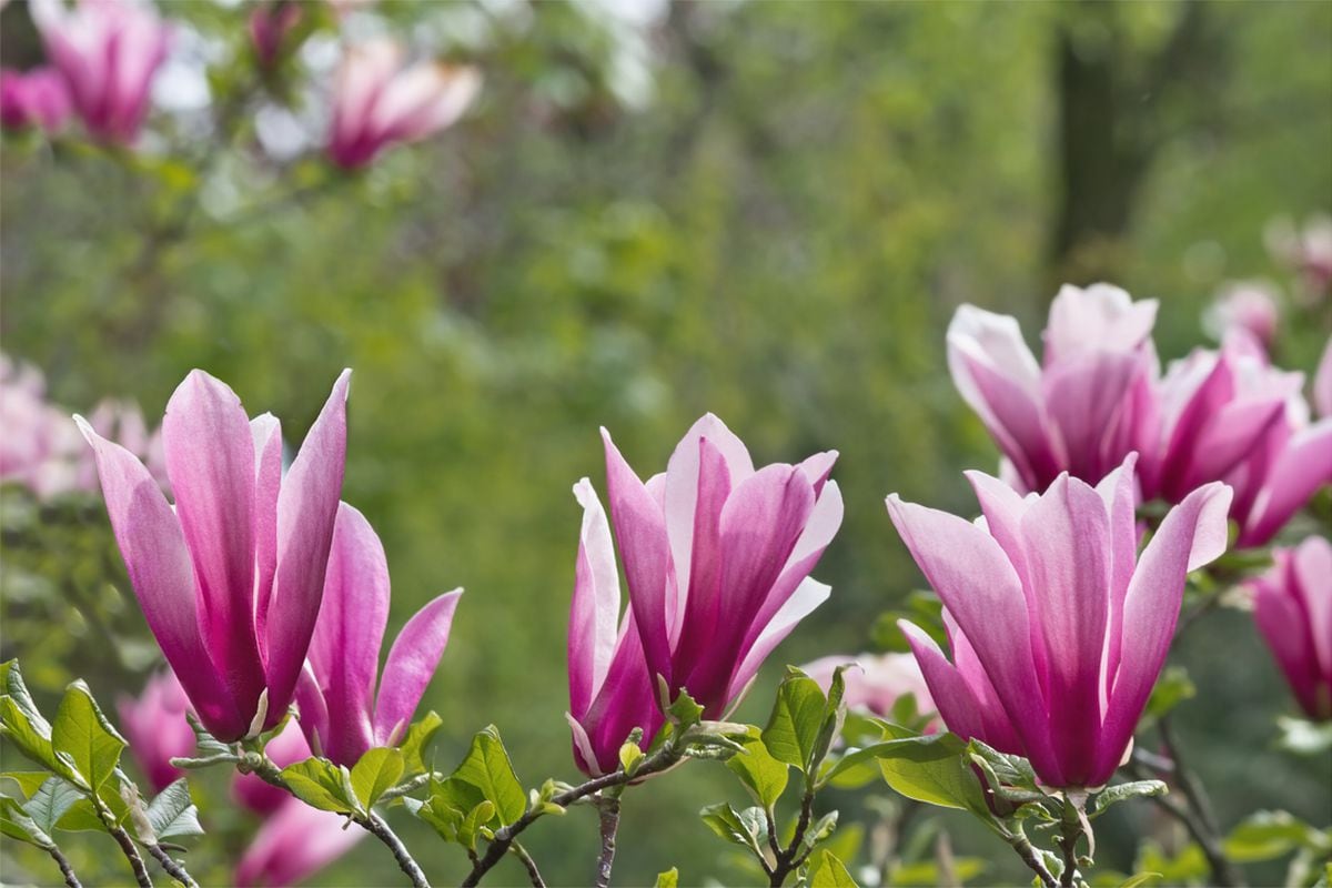 Comment bien choisir et cultiver ses magnolias pour profiter de toute leur beauté? La réponse de notre spécialiste en vidéo