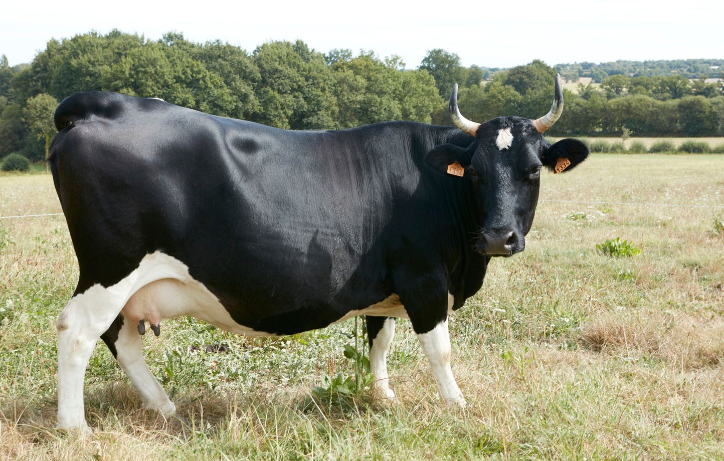 Salon de l’agriculture 2024 : Mais pourquoi l’égérie est-elle toujours une vache ?