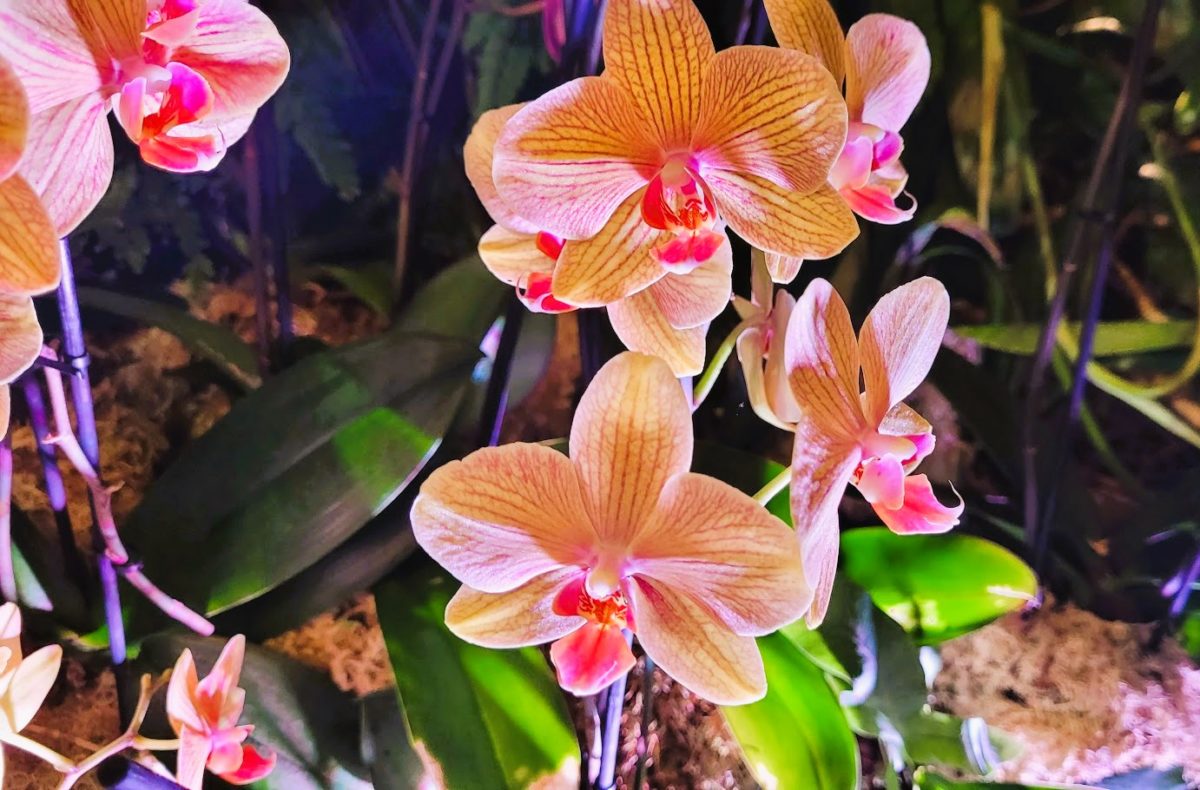 Comely class: Orchids at Evening on exhibit in London
