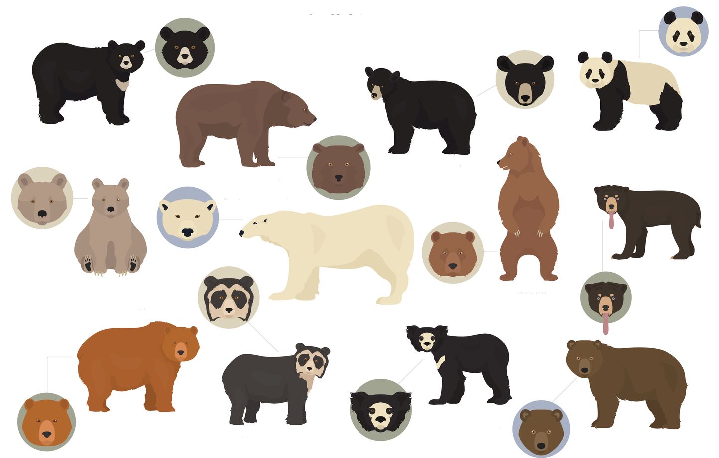Tous les ours font-ils la même taille ?