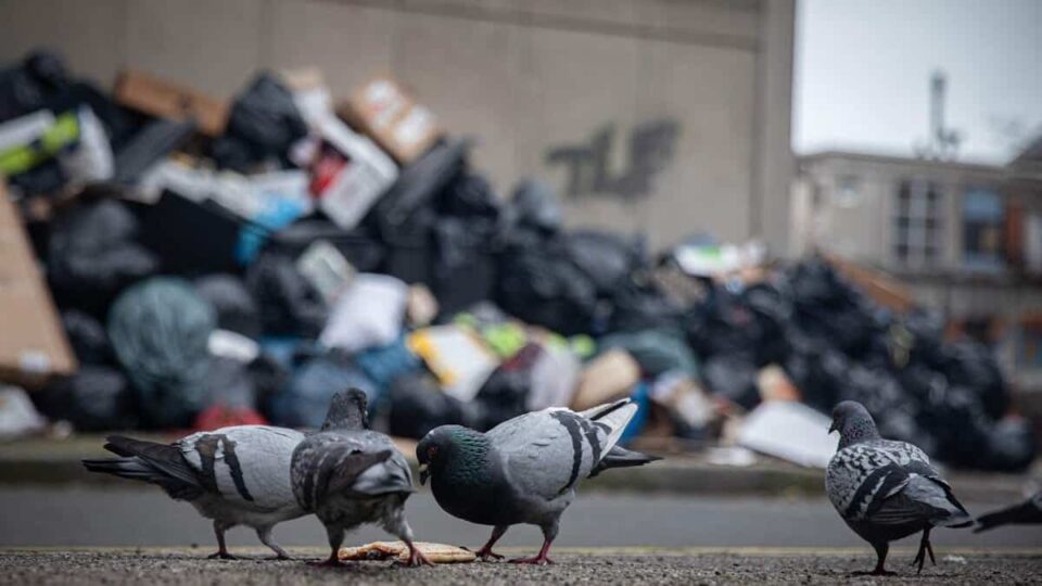 Dans cette municipalité, on tue les pigeons en leur tordant le cou