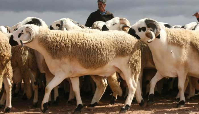 Engagements d’importation d’ovins: L’enregistrement des demandes ouvert jusqu’au 5 avril