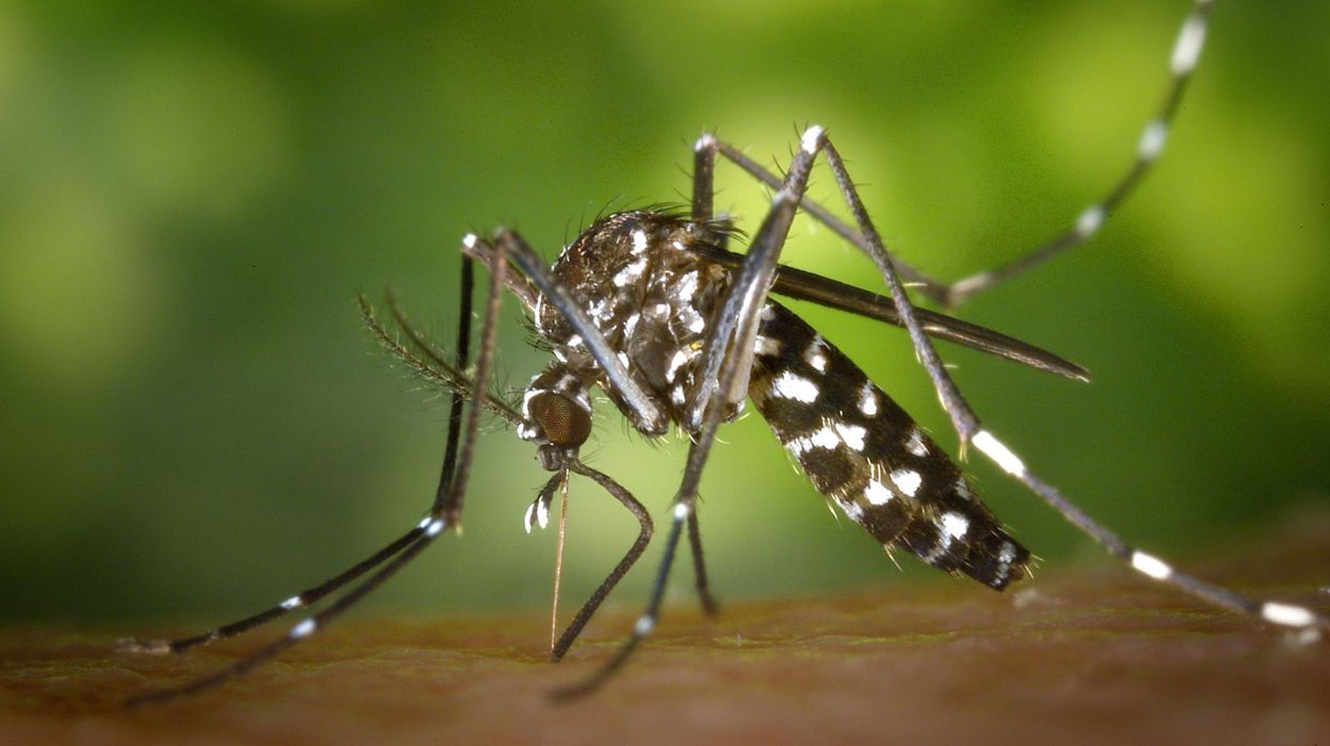 Des scientifiques à Ath pour débusquer les moustiques tigres dans les jardins – RTBF Actus