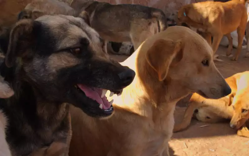 Les chiens errants sèment la terreur à Casablanca