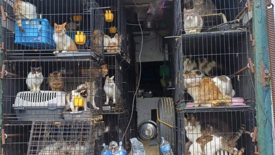 Des centaines de chiens et chats retrouvés dans un état désastreux à bord d’un van, certains étaient morts – ladepeche.fr